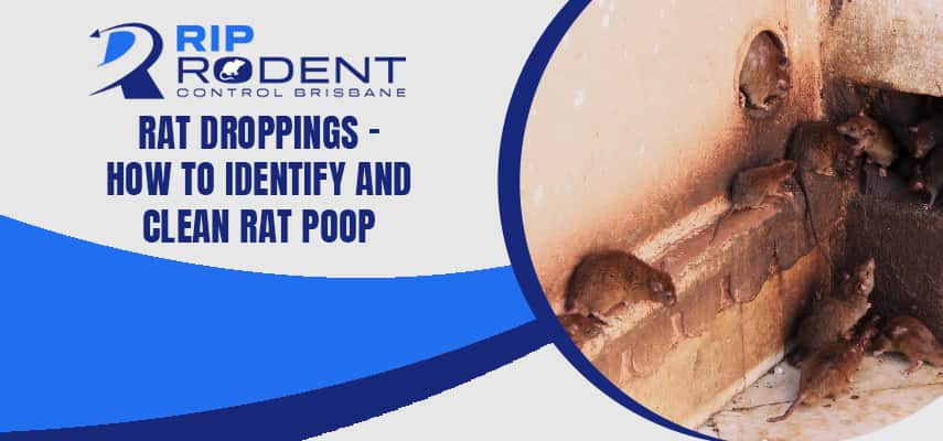 Clean Rat Poop